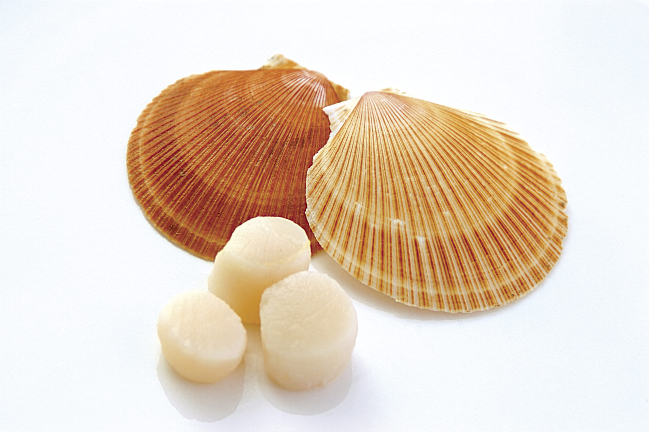 Argentine Scallops and Shells